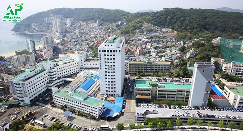 Top các trường Đại học ở Busan được đánh giá cao Đại học Kosin