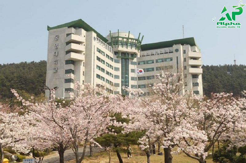 Top các trường Đại học ở Busan được đánh giá cao Đại học Tongmyong