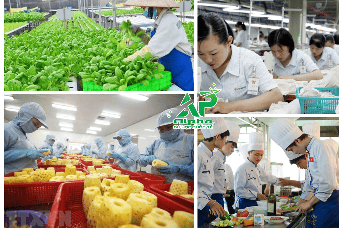 Xuất khẩu lao động giúp gia tăng thu nhập và trải nghiệm
