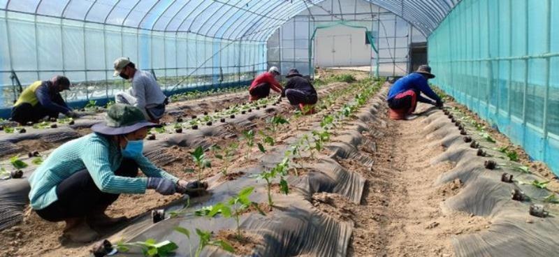 Xuất khẩu lao động Hàn Quốc ngành nông nghiệp