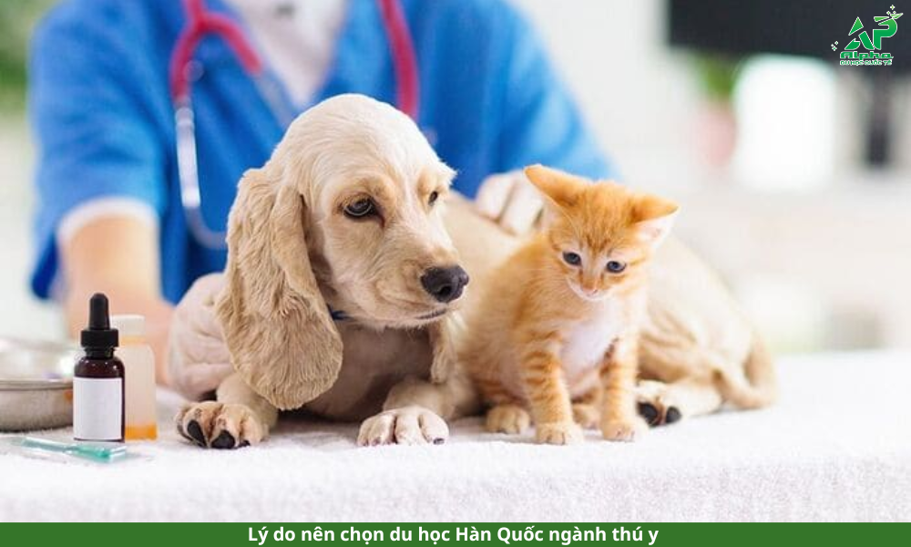 Du học Hàn Quốc ngành thú y có thể bạn chưa biết Lý do nên chọn du học Hàn Quốc ngành thú y