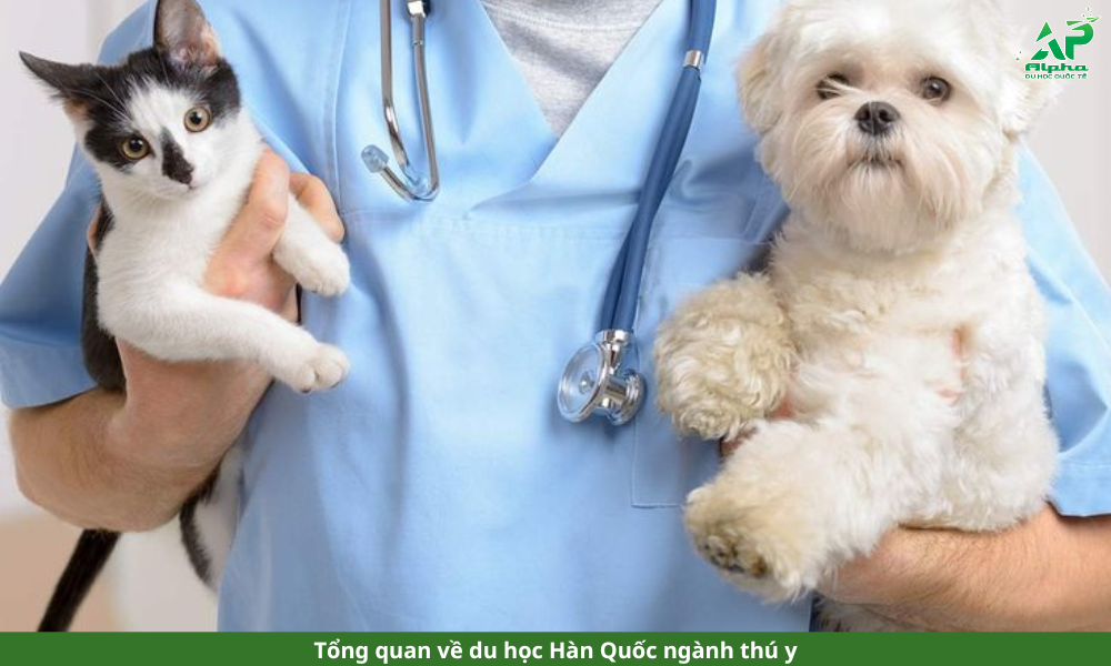 Du học Hàn Quốc ngành thú y có thể bạn chưa biết Tổng quan về du học Hàn Quốc ngành thú y