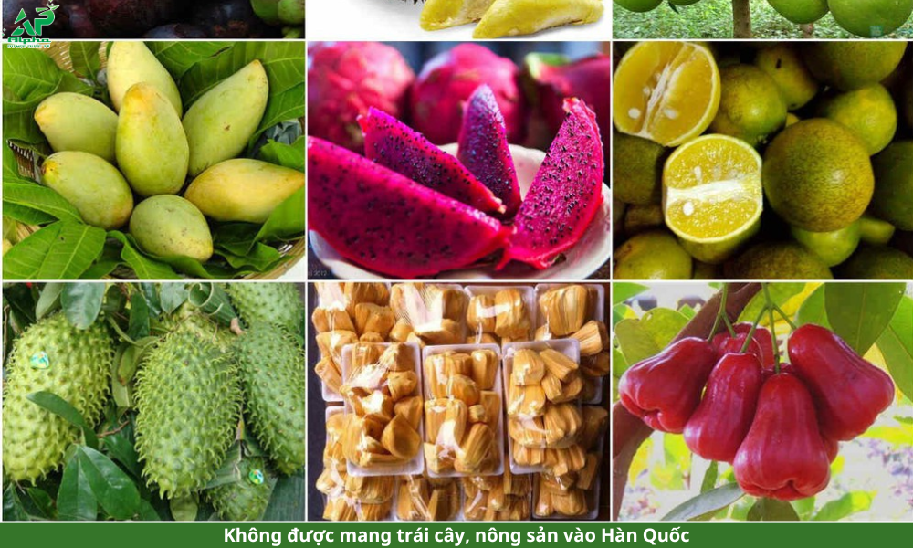 Chuẩn bị hành lý du học Hàn Quốc cần lưu ý những gì? Không được mang trái cây, nông sản vào Hàn Quốc